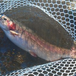 アタリは多かったが… ～天竜川ルアーフライ専用区～